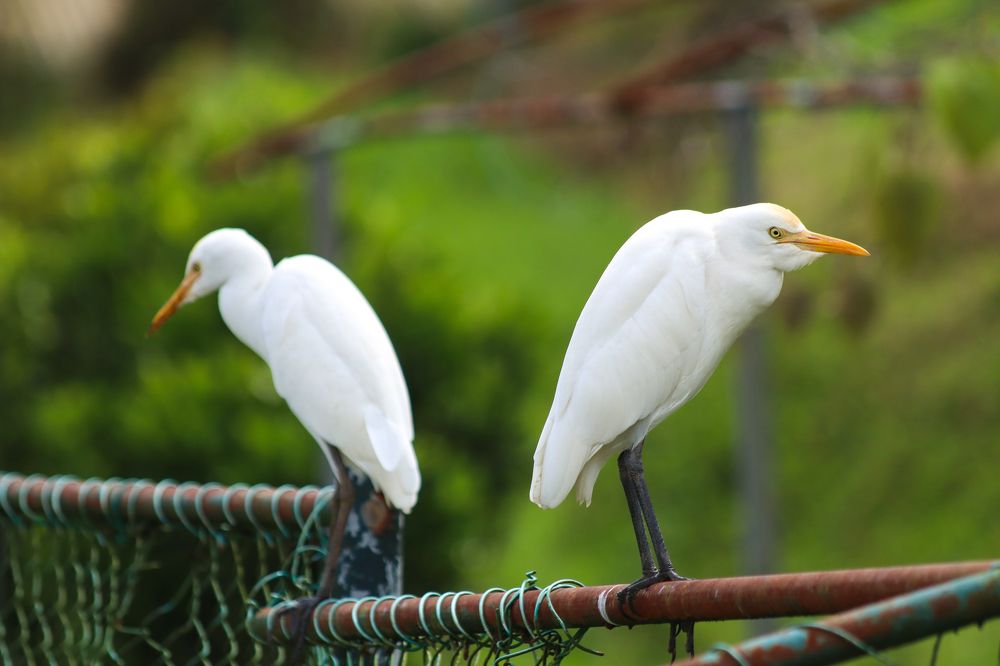 Photograph by Menula Dharmathilake