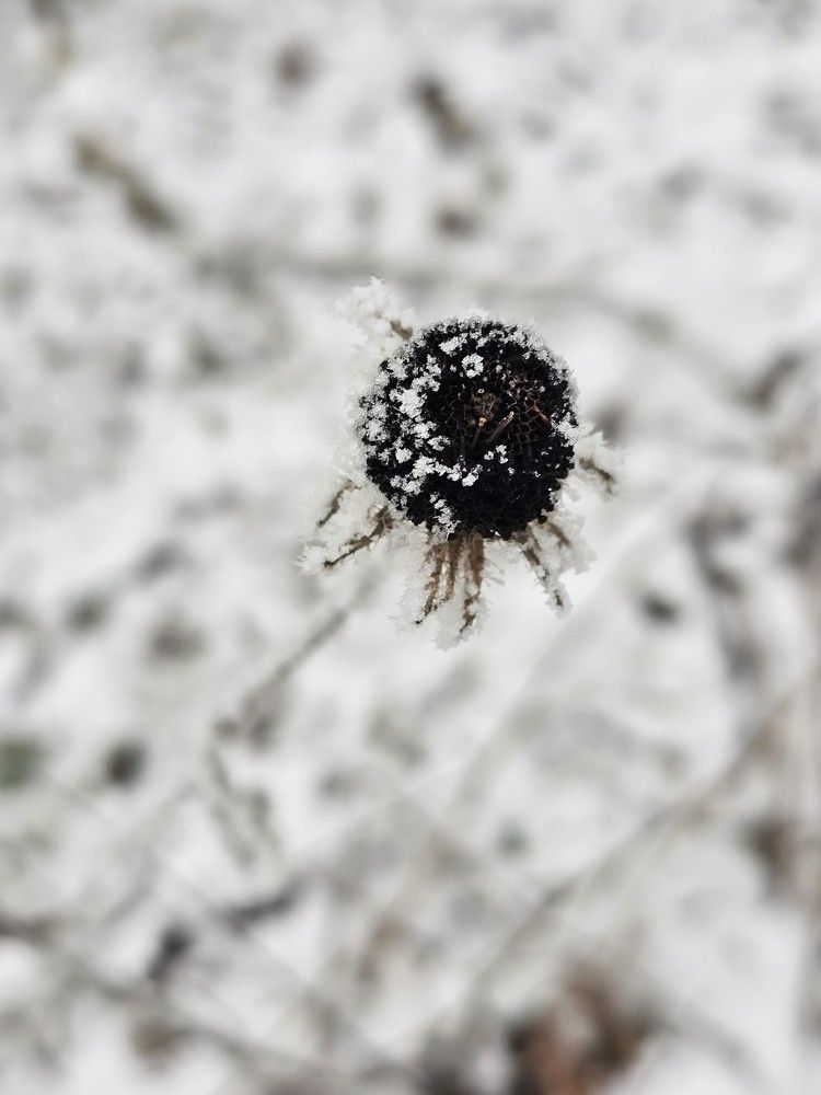 Photograph by Karolina