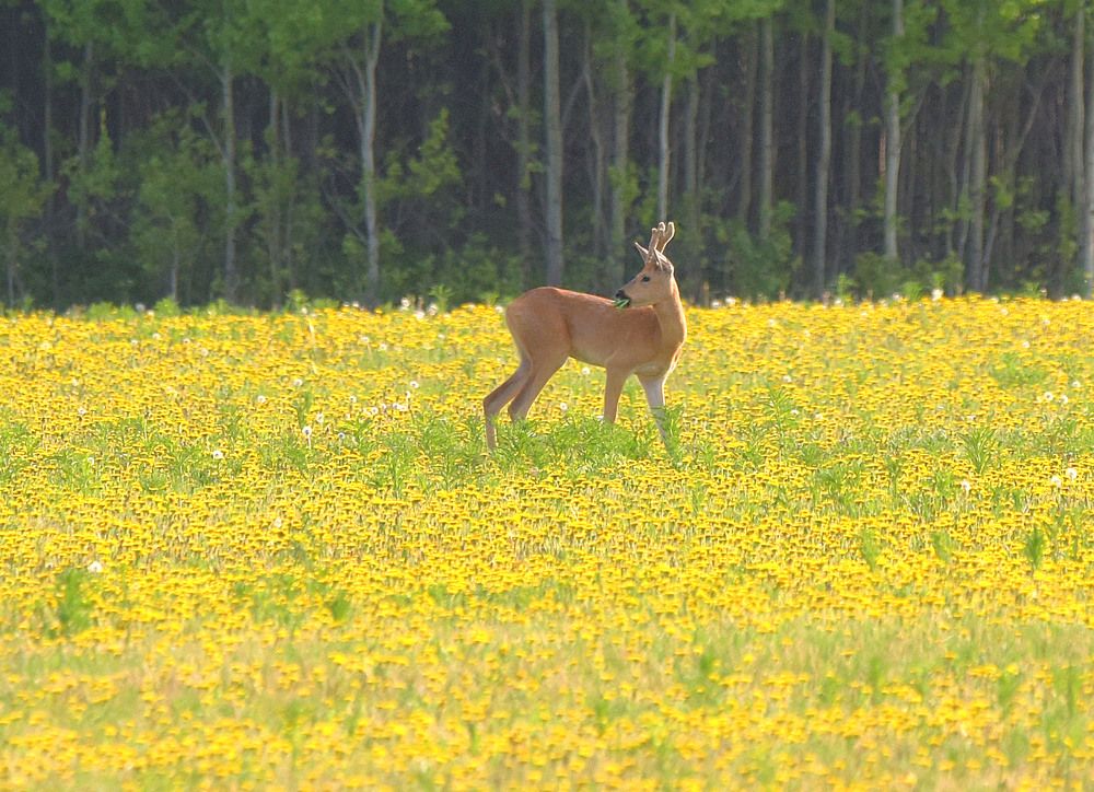На цветущем лугу