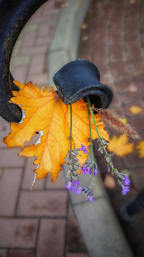 Photograph by Алла Холодова