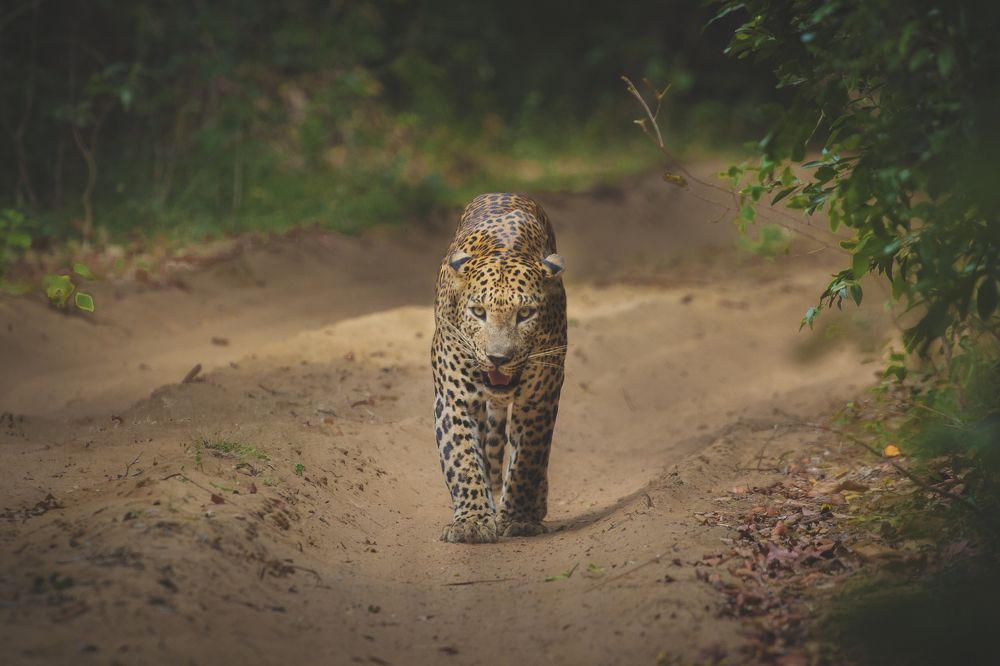 Nelumwila big male leopard
