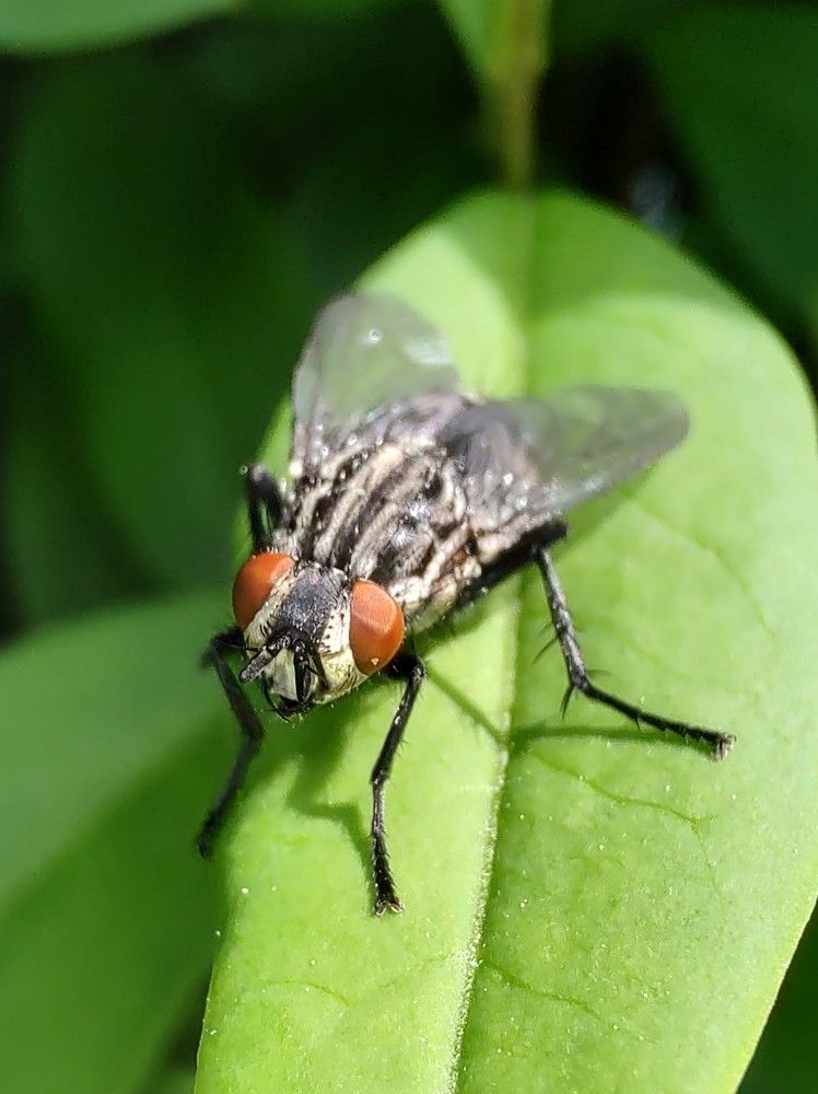 Fotografia mobilna - mucha
