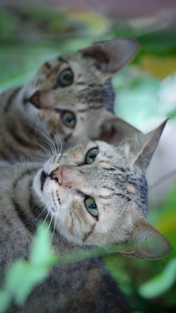 Фотография автора Ankur Kundu