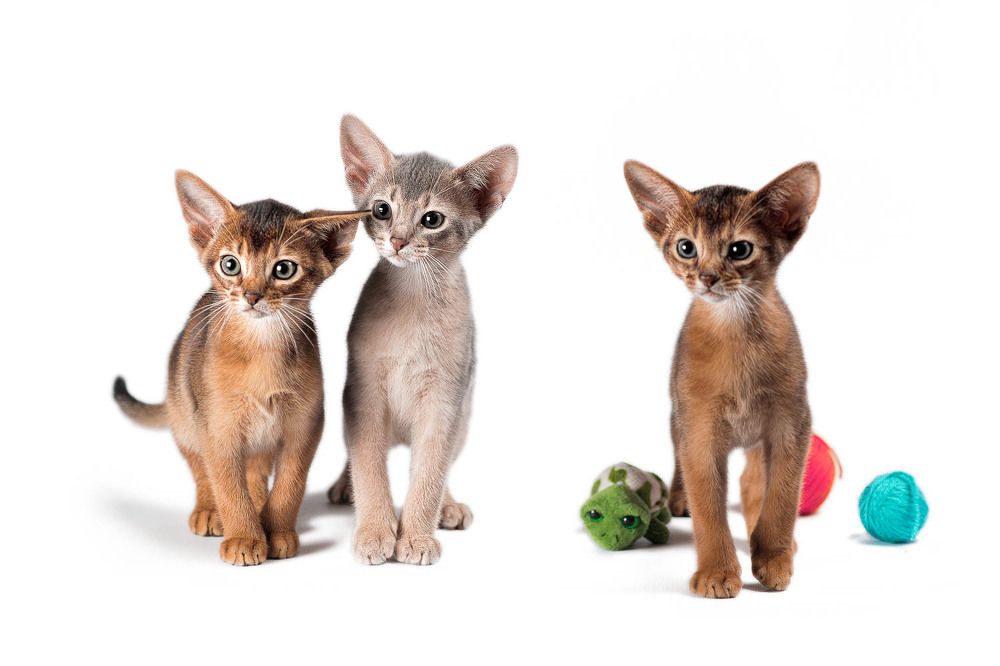 Фотография автора Гера Восьмая