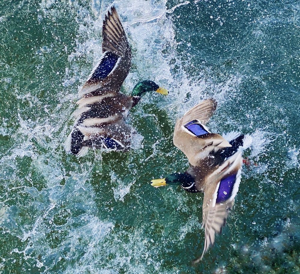 Photograph by Ксения Гулькова