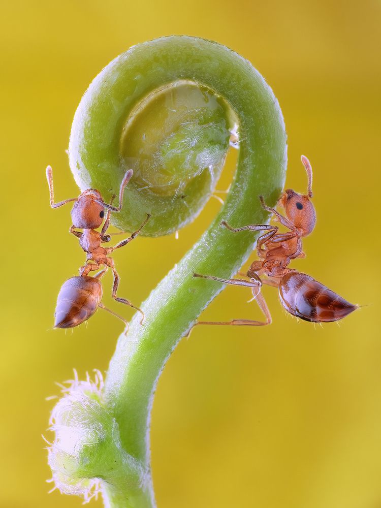 Photograph by Chen-You Li