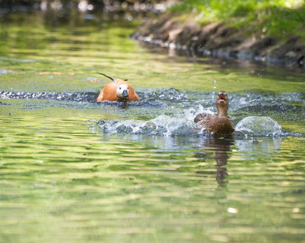 Photograph by Дмитрий Жучков