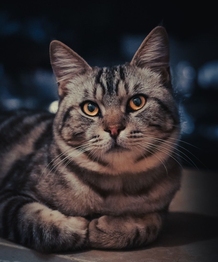 Чеширский кот