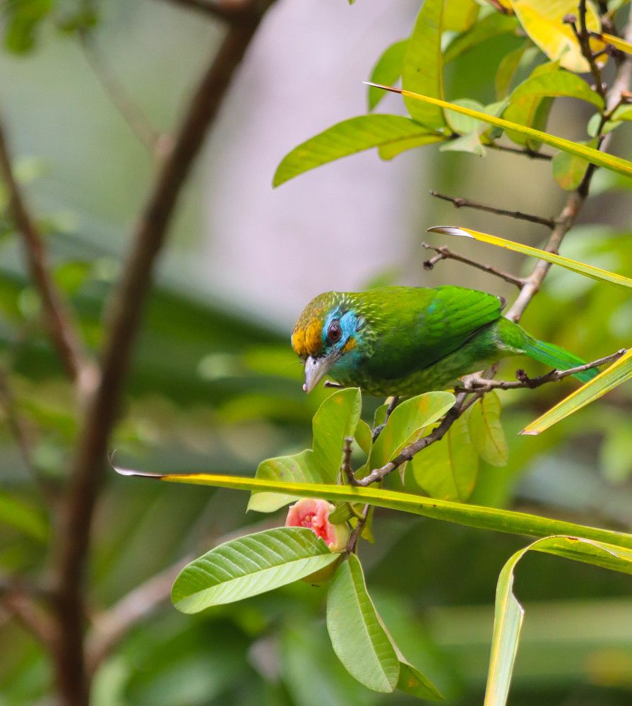 Photograph by Menula Dharmathilake