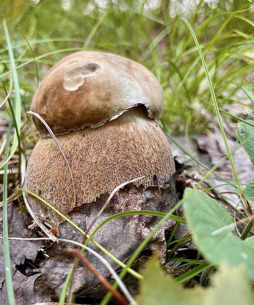 Фотография автора Елена Коробкова