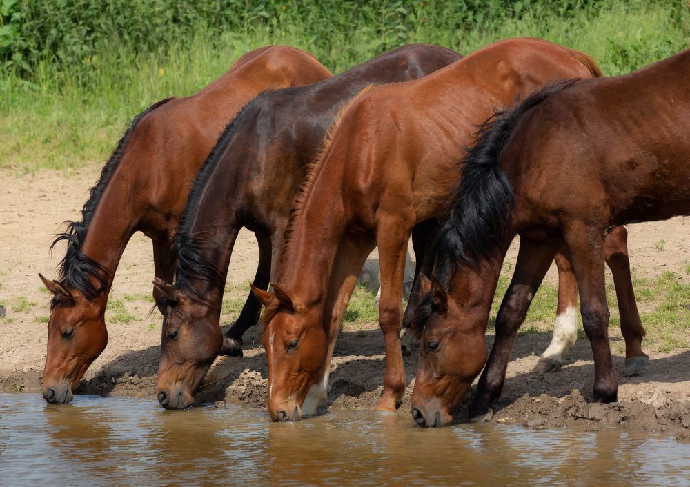 Photograph by Диана Бородзе