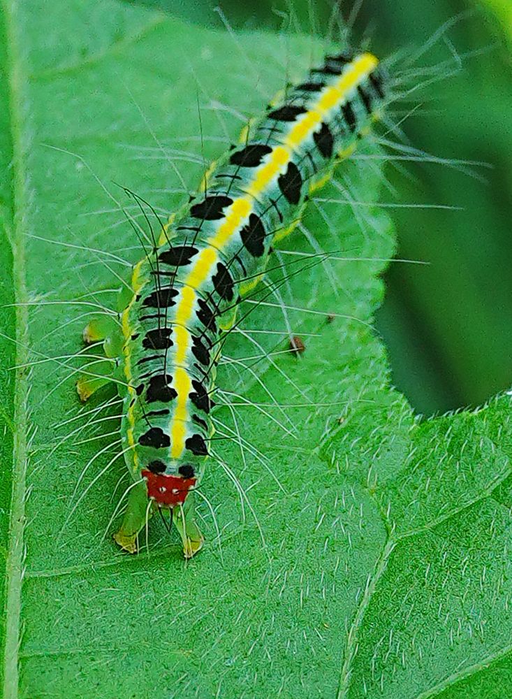Фотография автора ANIL KUMAR DESHPANDE