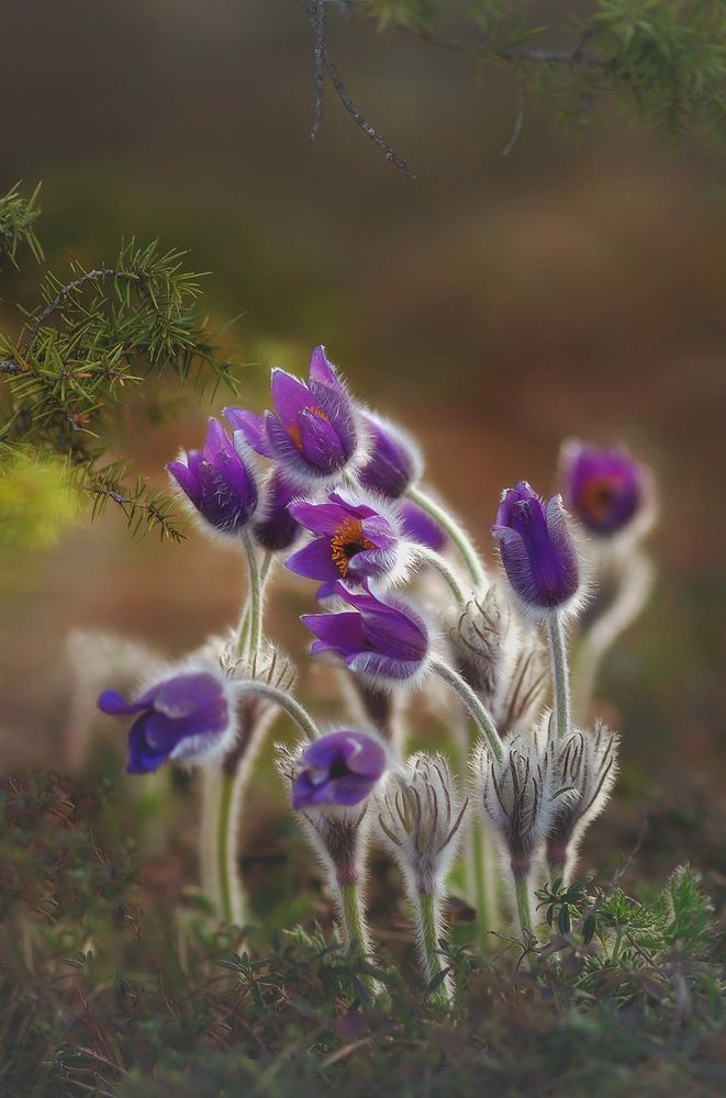 Photograph by Щепотина Татьяна