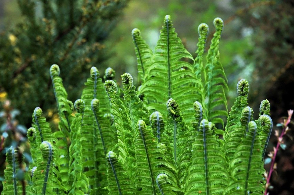 Весенний папоротник