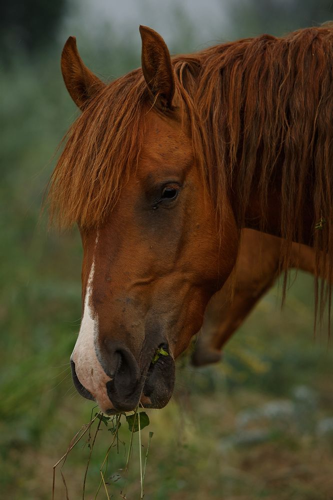 Донской мустанг