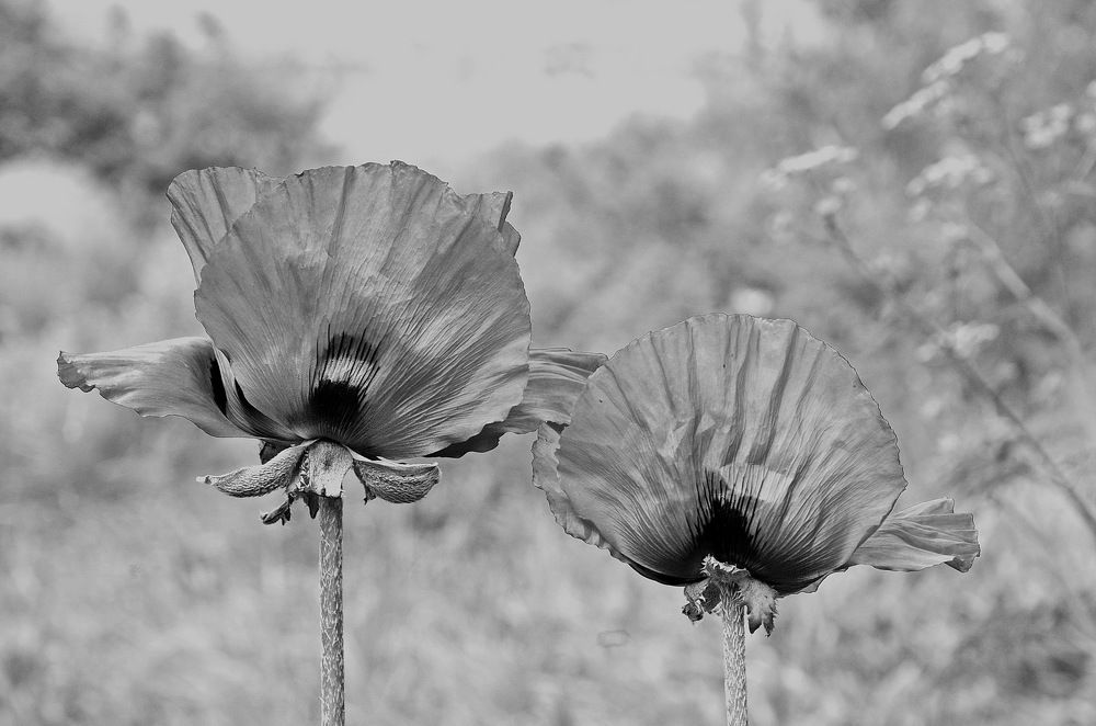 Photograph by Александр