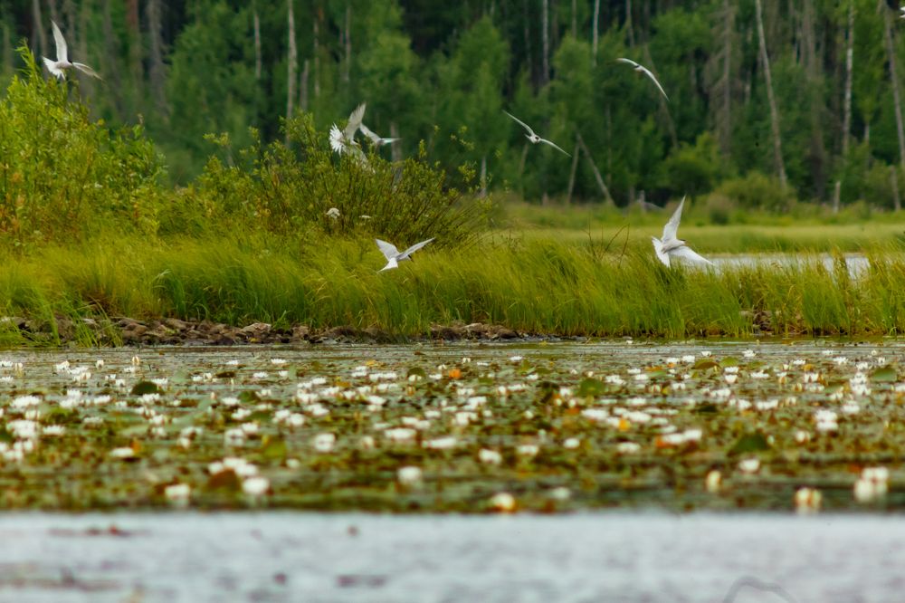 Photograph by Максим Покрышкин