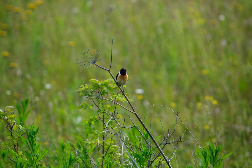 Photograph by Максим Покрышкин