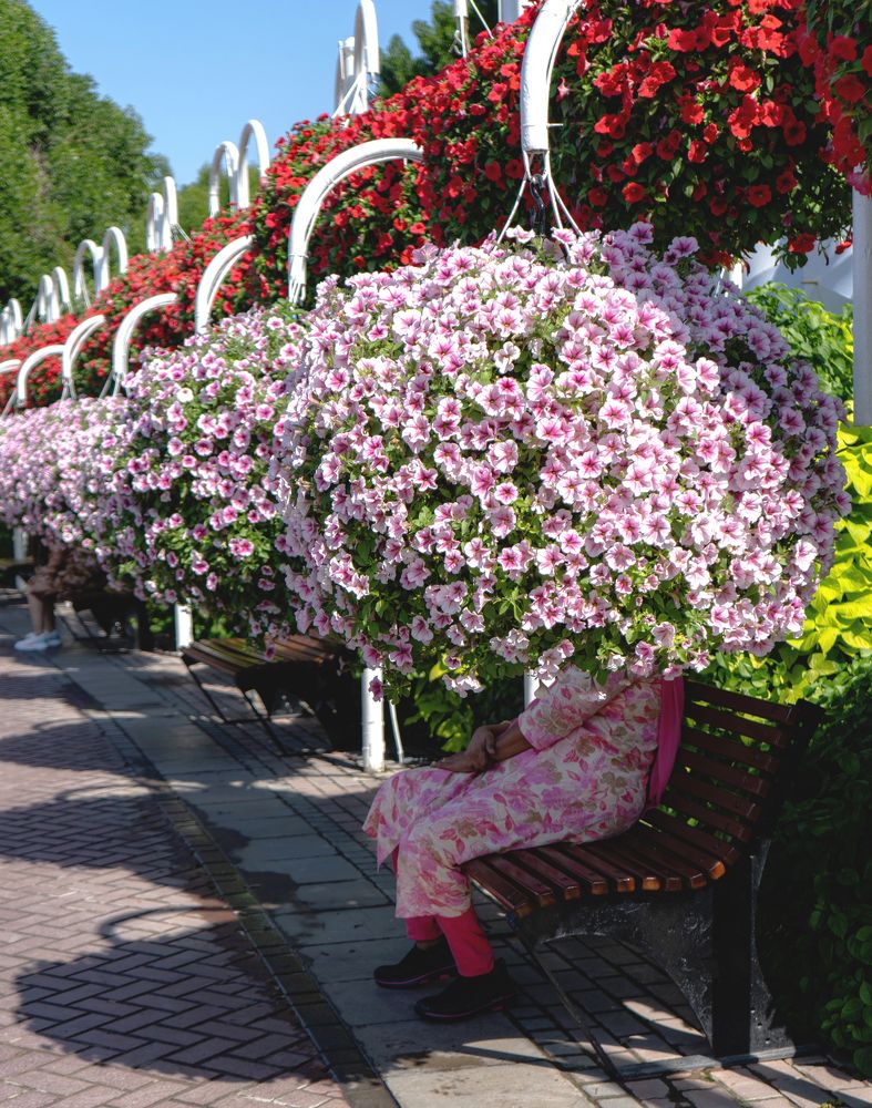 Photograph by Ali Abu Ras