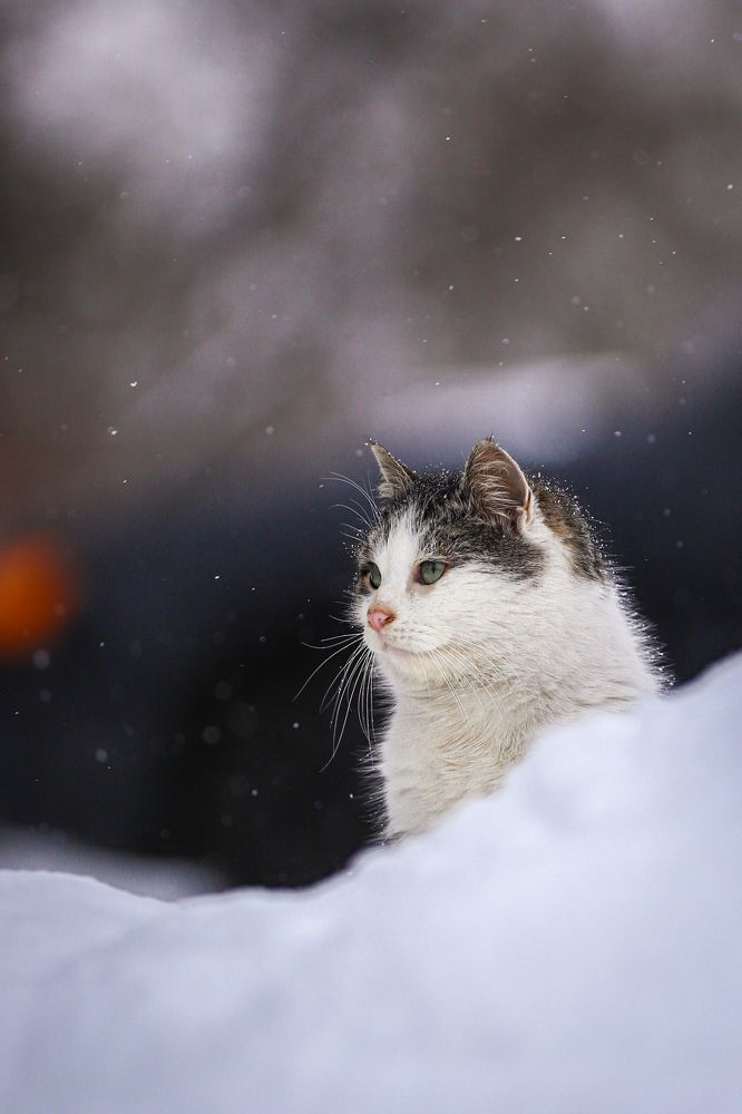 Photograph by Игорь Толкачев