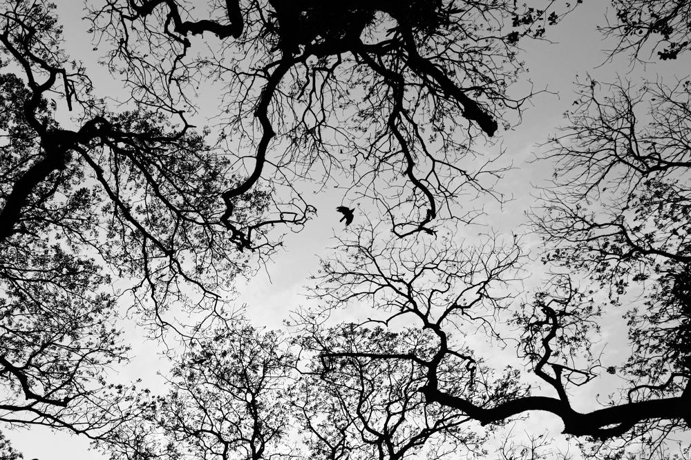 Photograph by Jaseem