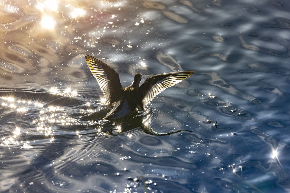 Photograph by Юлия Лорис