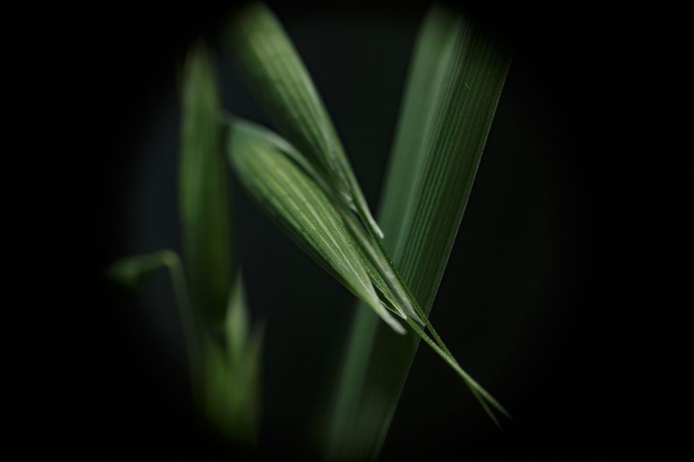 Photograph by Максим Покрышкин