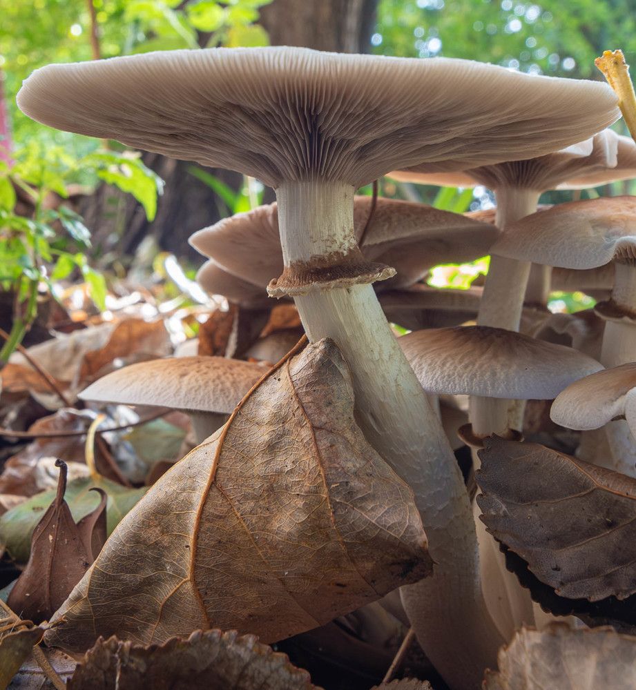 Фотография автора DIMITRIS MPAZIOTOPOULOS