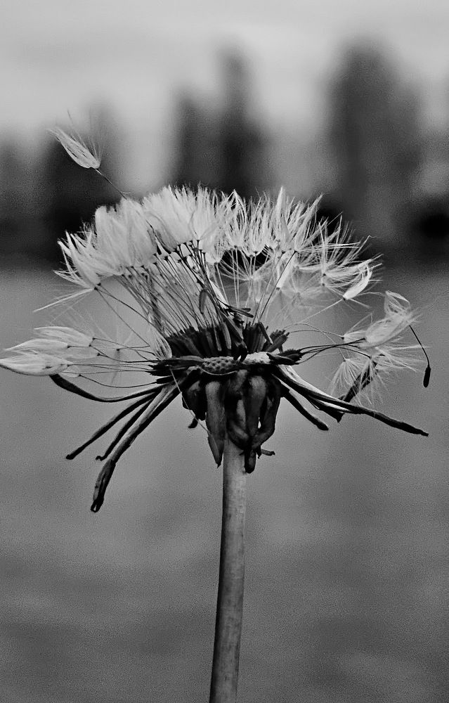 Photograph by Михаил Свиденцов