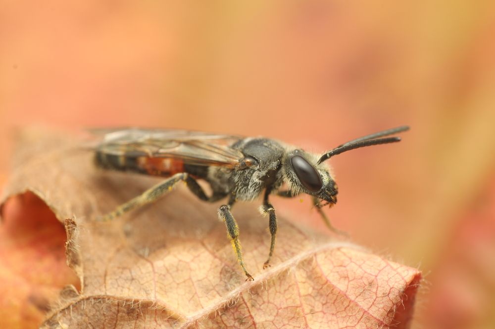 Фотография автора Peter Janso