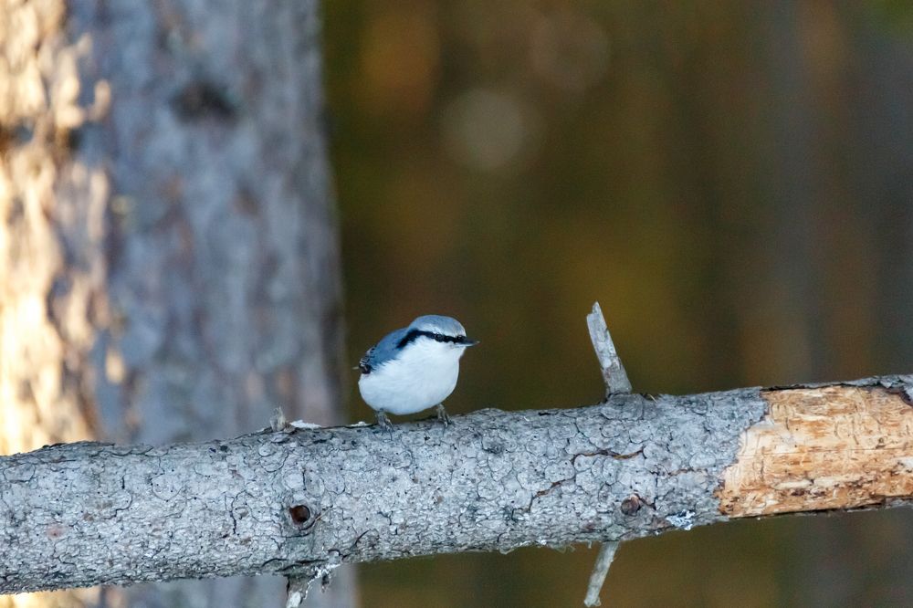 Photograph by Максим Покрышкин