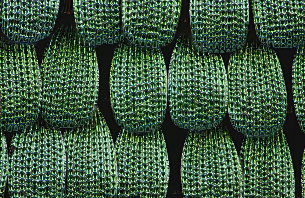 Scales on the wing of a Papilio Palinurus butterfly