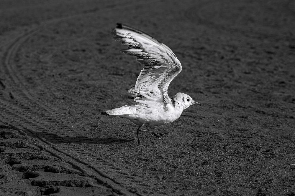 Photograph by Диана Бачу