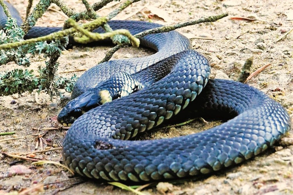 Photograph by jelena konickaja