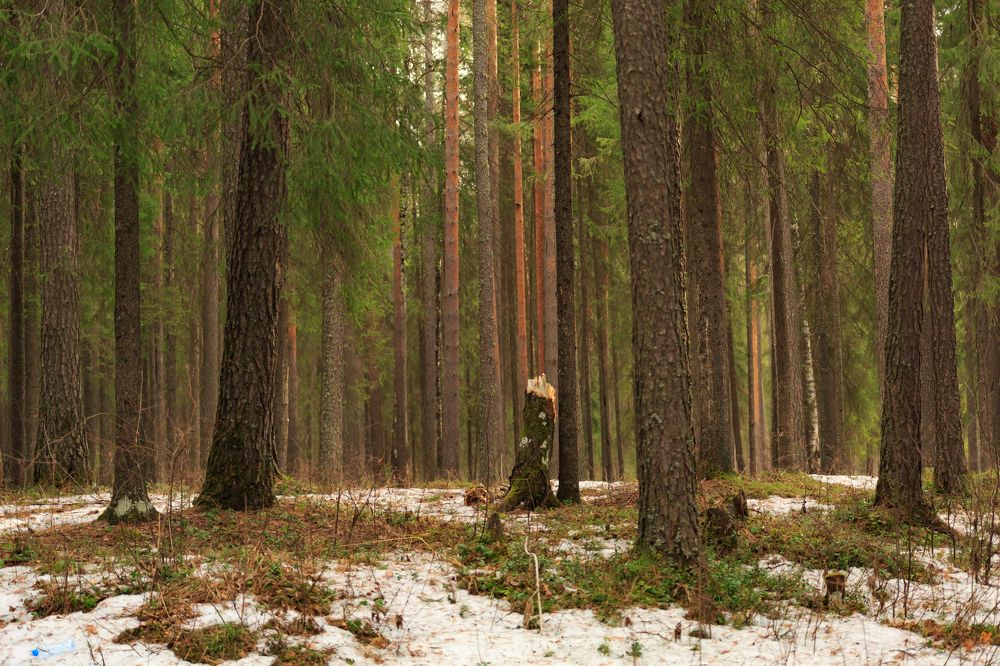 Photograph by Максим Покрышкин