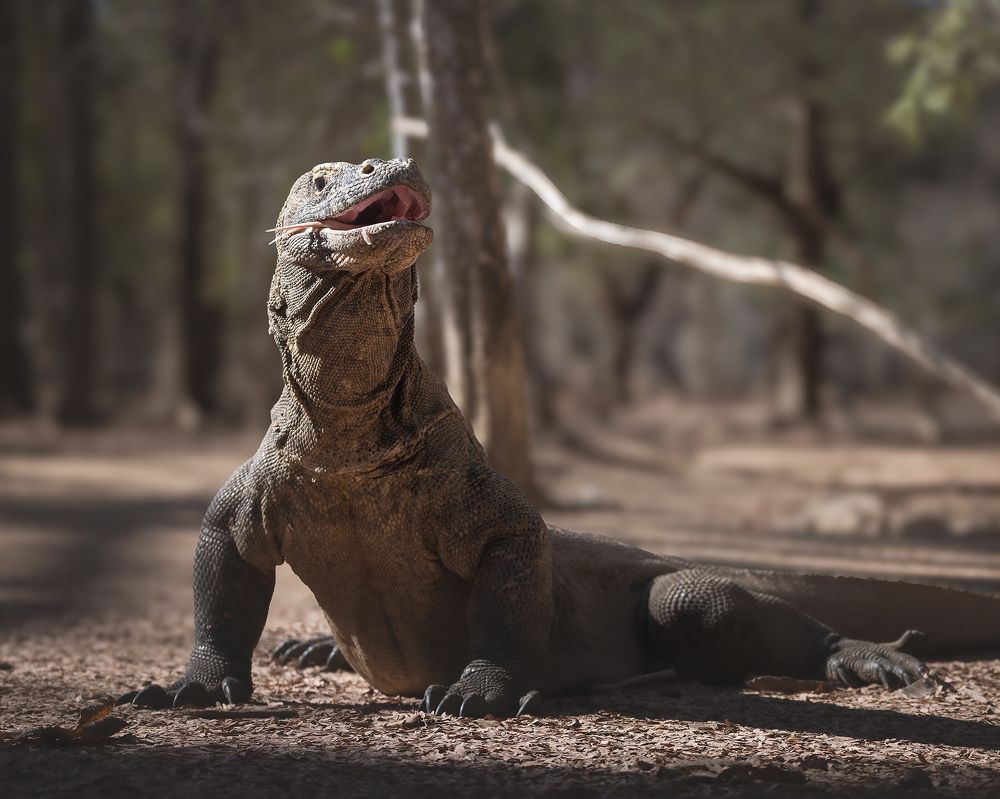Драконы Комодо