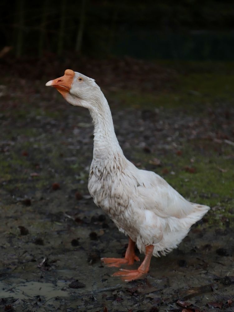 Photograph by Анастасия Рабочева