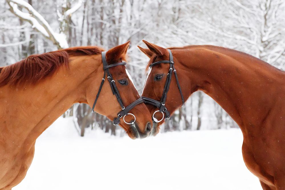 Фотография автора Helena