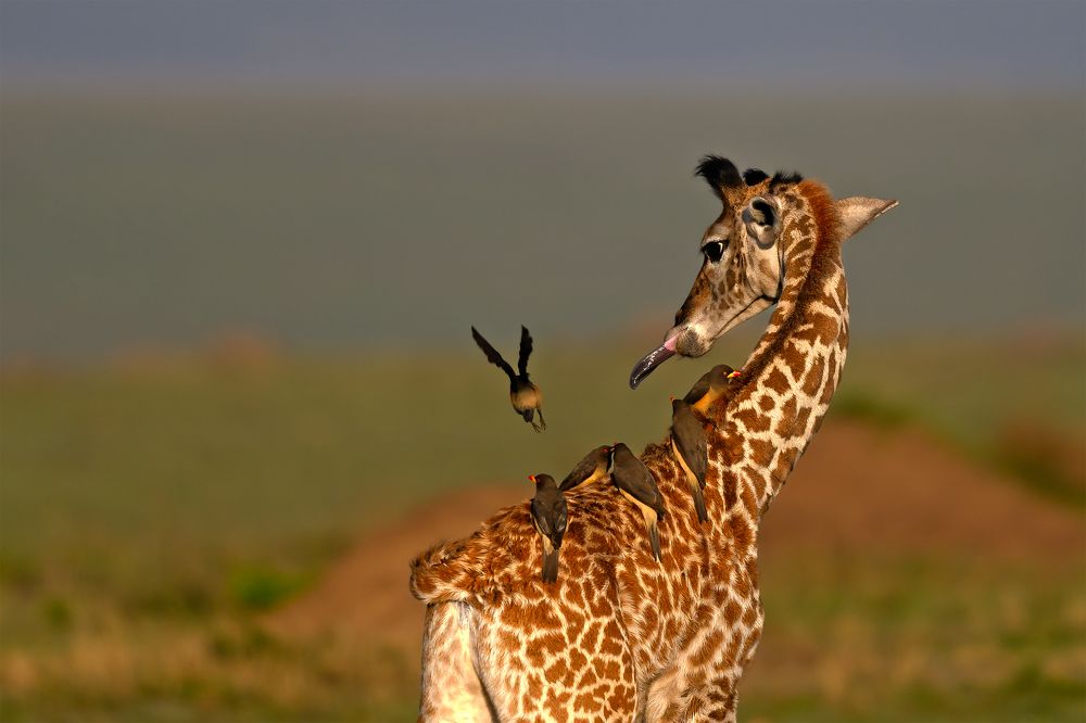 Photograph by Rajeev Anandan