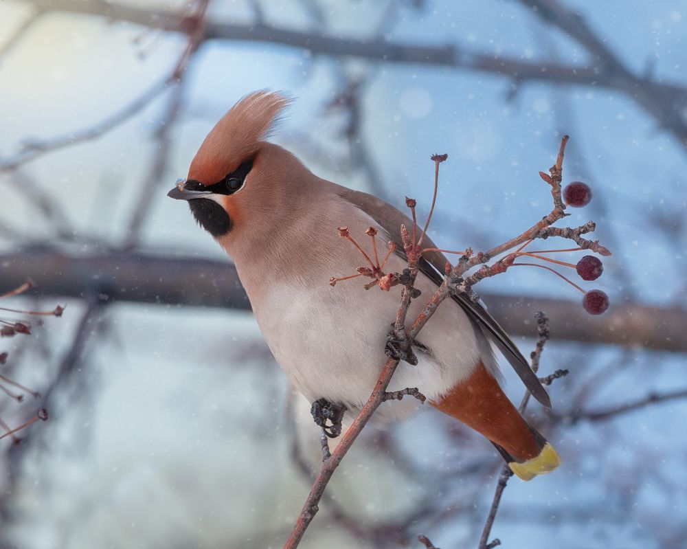 Свиристель