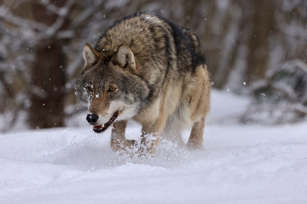 Photograph by Ольга Одаренко