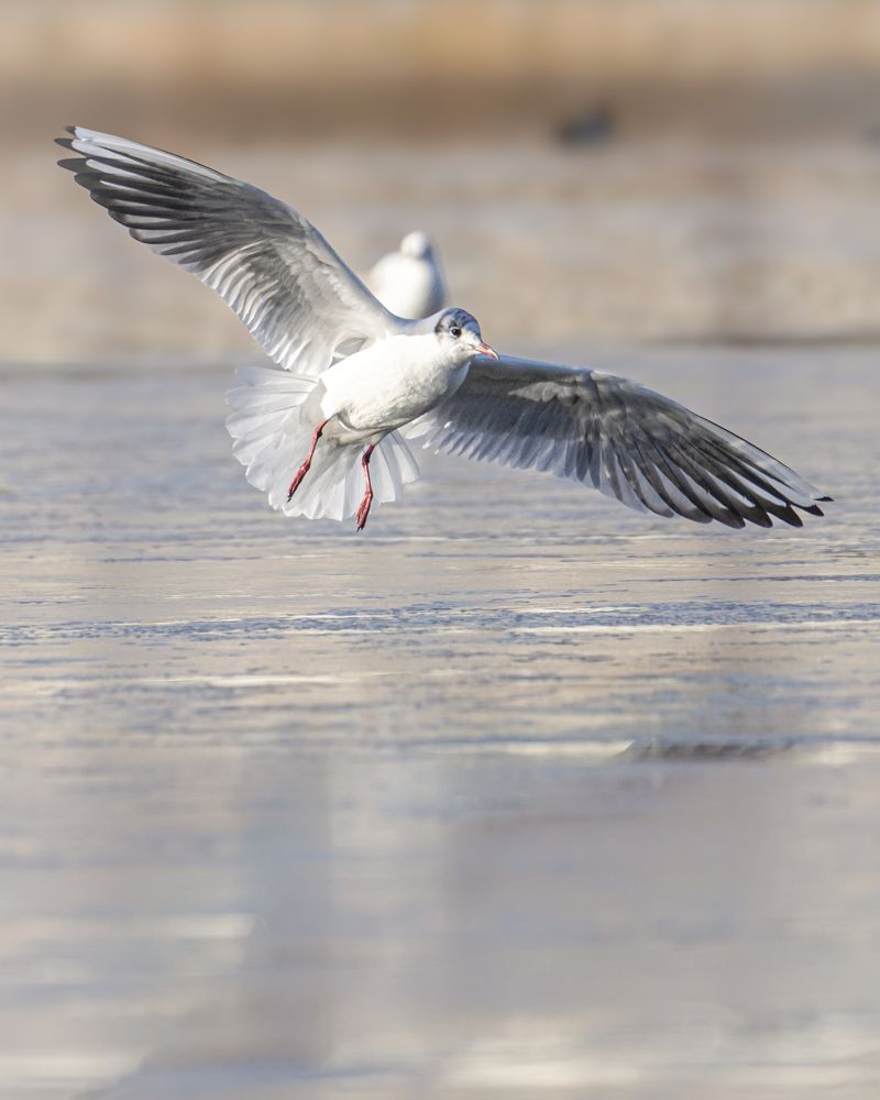 Фотография автора Оксана Дорн