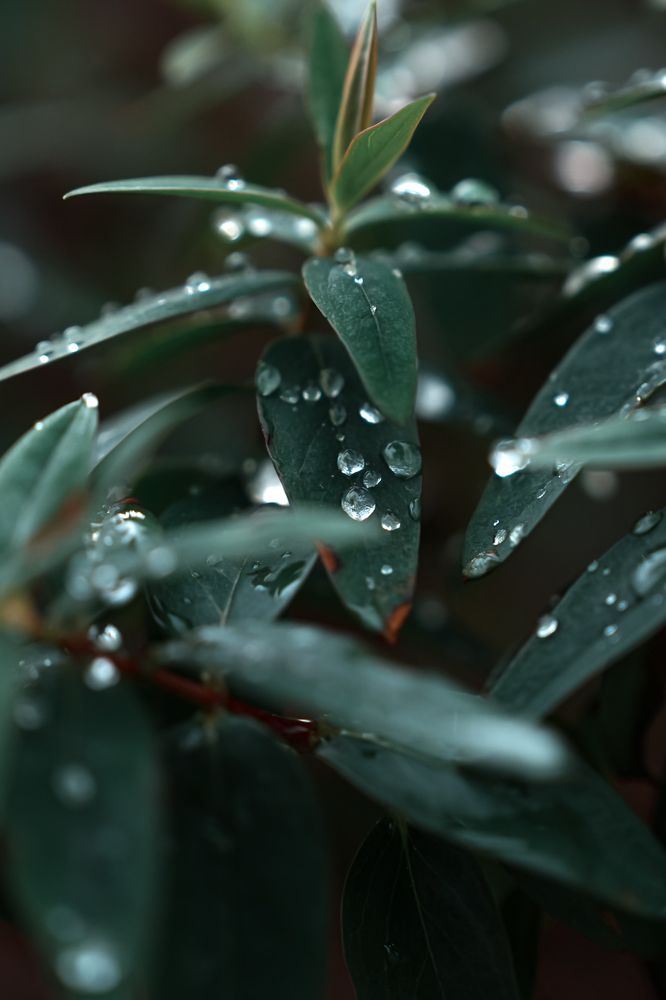 Photograph by Anya Lo