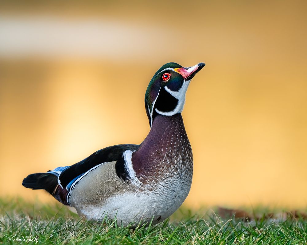 Photograph by Shebin Philip