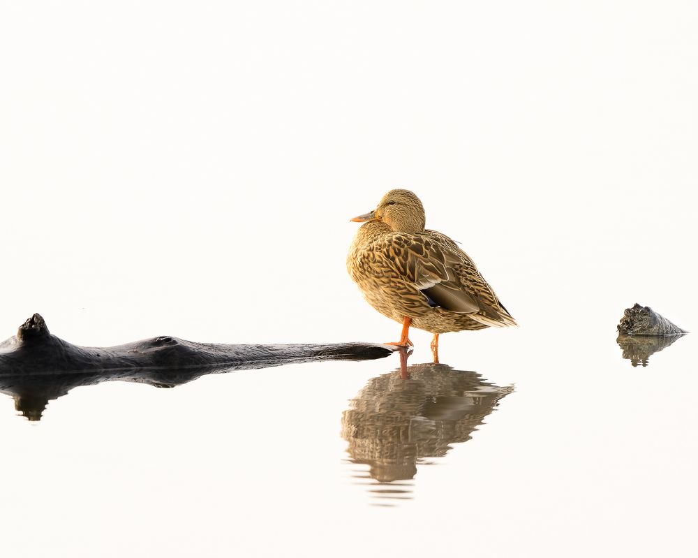 Photograph by Shebin Philip