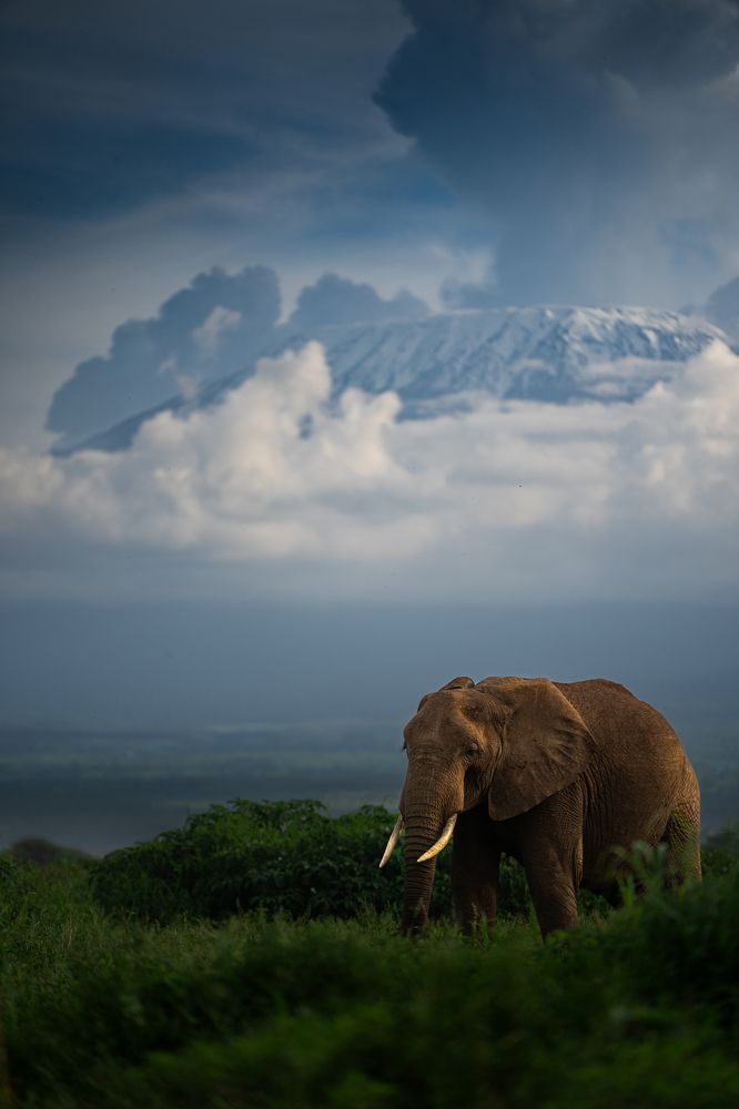 Two Giants of Africa