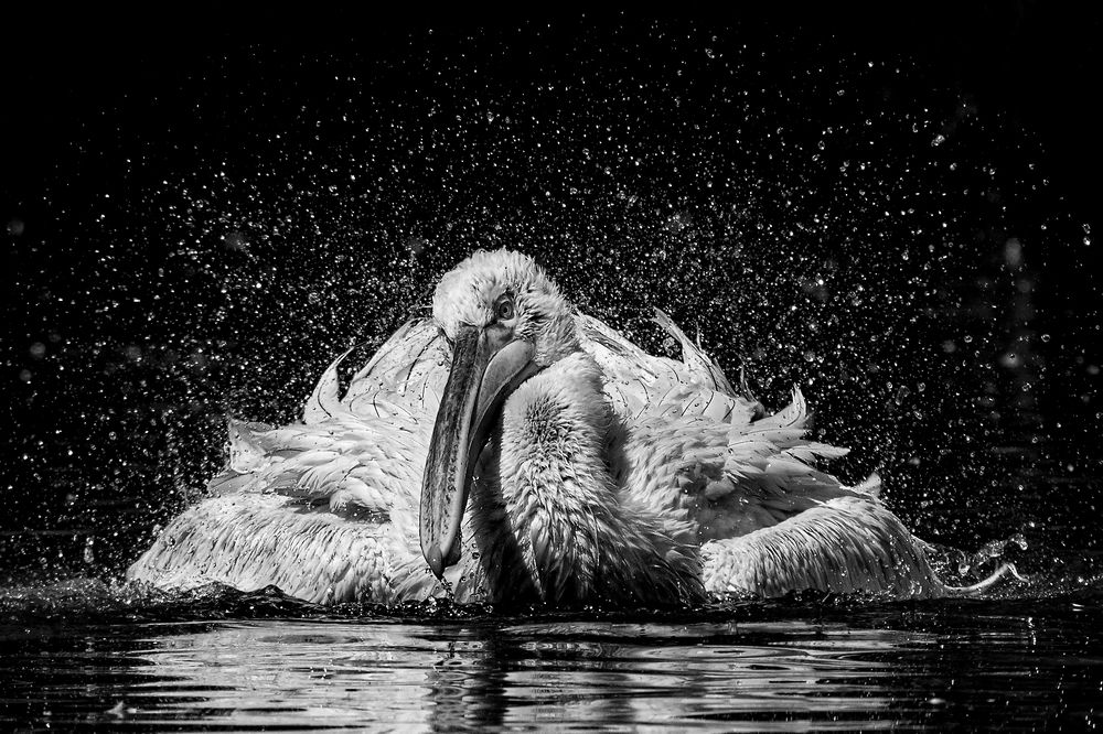 Фотография автора Faller Tamás