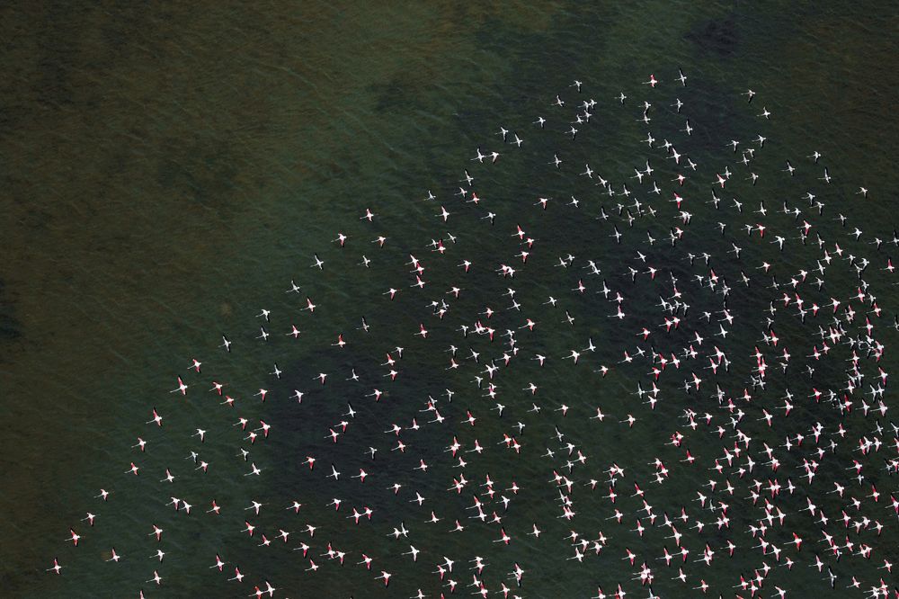 Flamingos en route