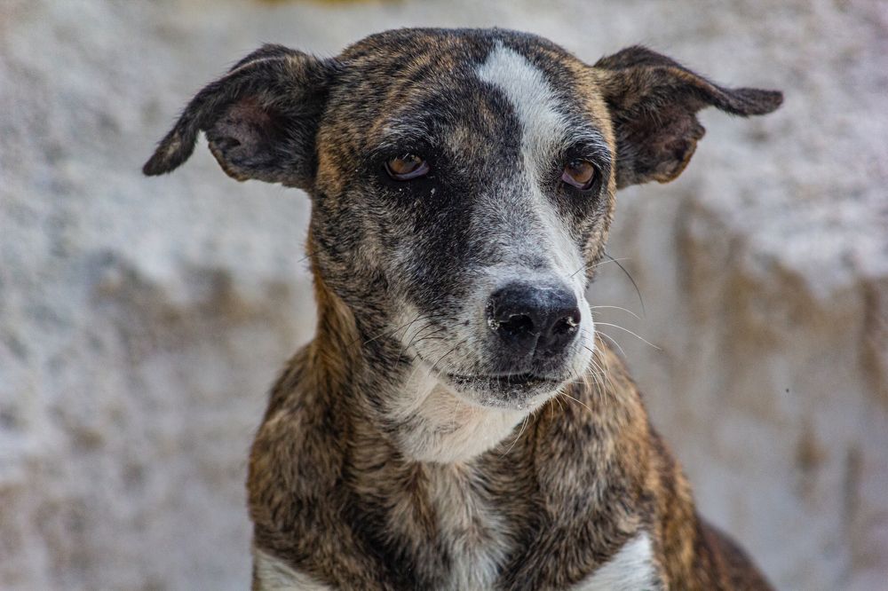 Portrait of a dog Treeing Tennessee Brindle