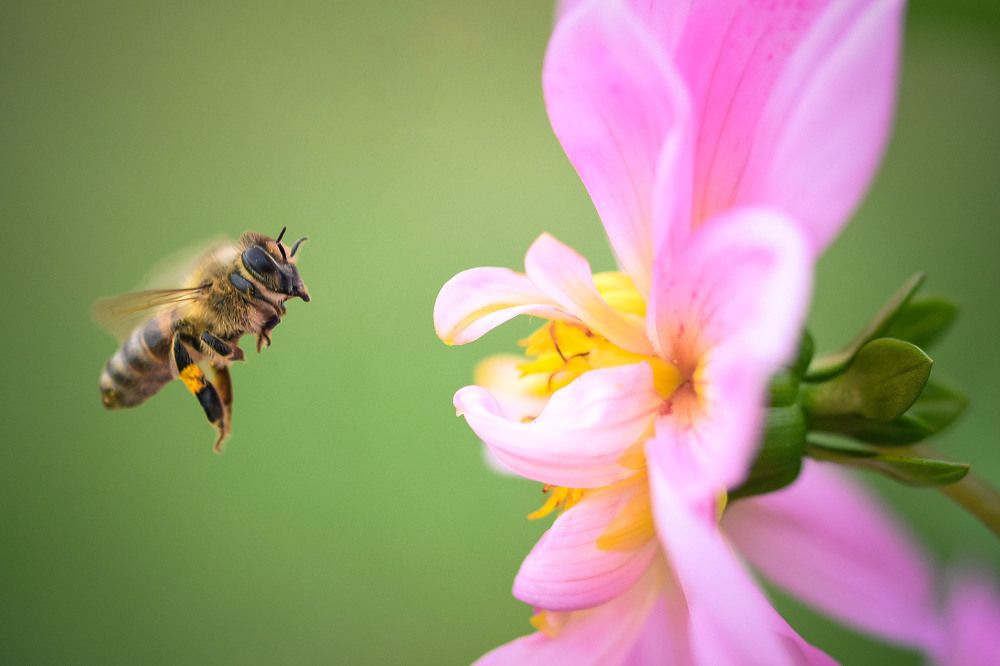 Photograph by Нели Арнаудова